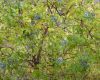 Elderberry bush with uneaten fruit