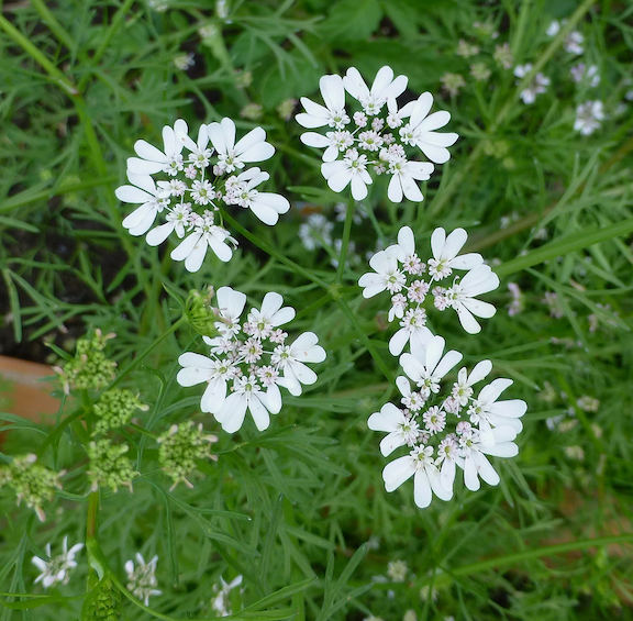Image result for Parsley blossoms