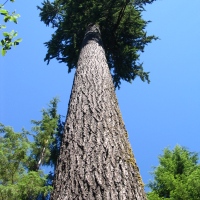 Why Does the Biggest Fir Tree Matter?