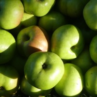 Apple Harvest, Gloriously