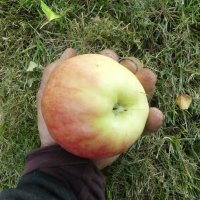 A Giant Apple