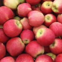 Climate Resilience in Okanagan Agriculture 4: Rewilding Apples